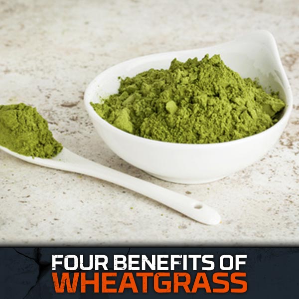 Wheatgrass